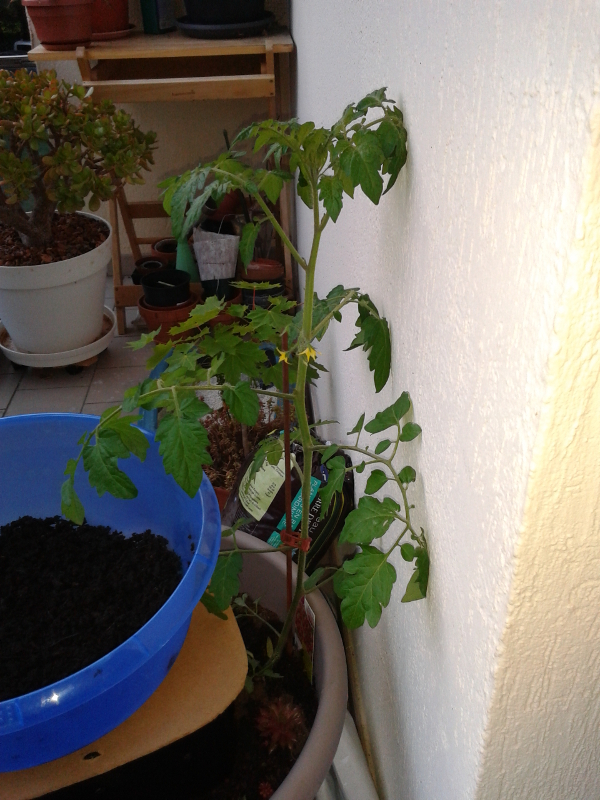 07 plant tomate.jpg